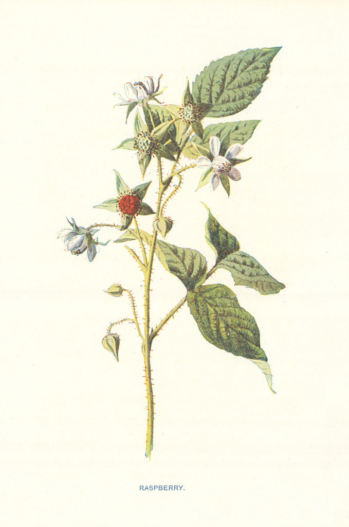Raspberry. Wild Flowers by Frederick Edward Hulme c1895 old antique print